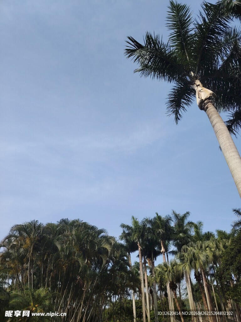 高大棕榈树与蓝天绿树