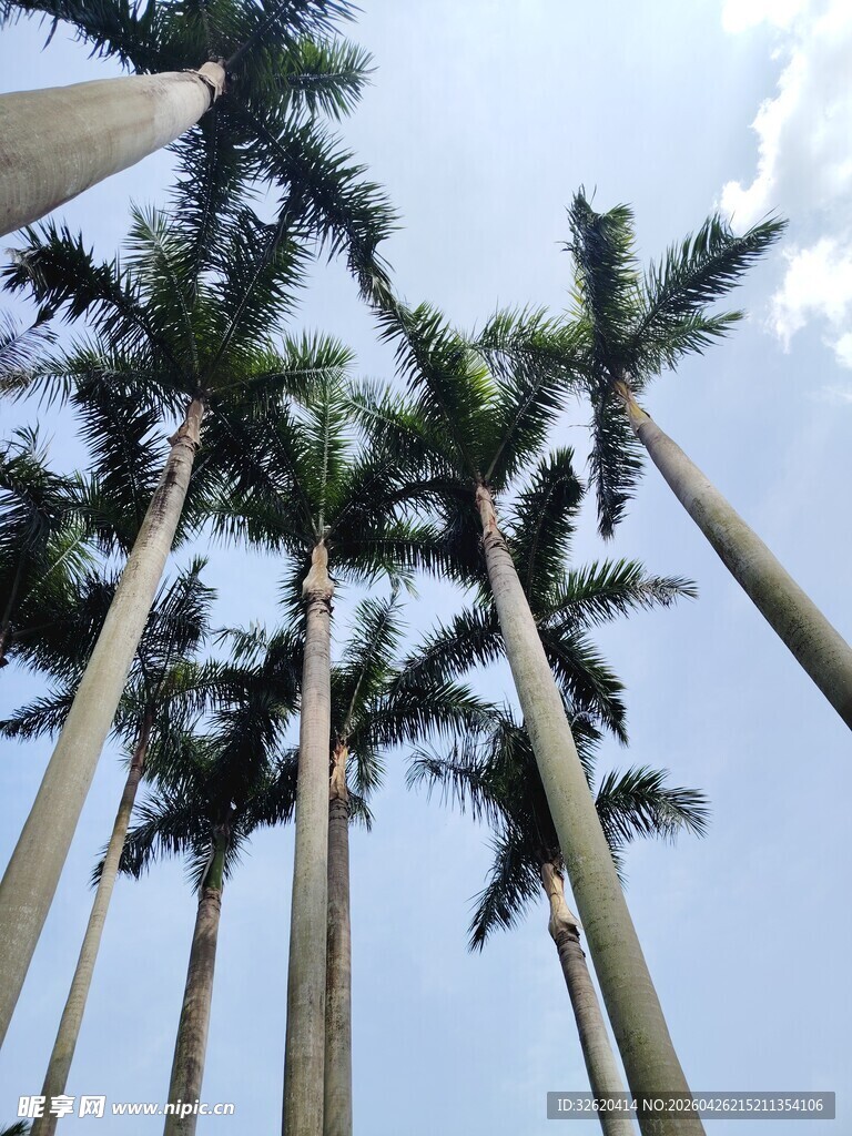 仰视高耸入云的棕榈树