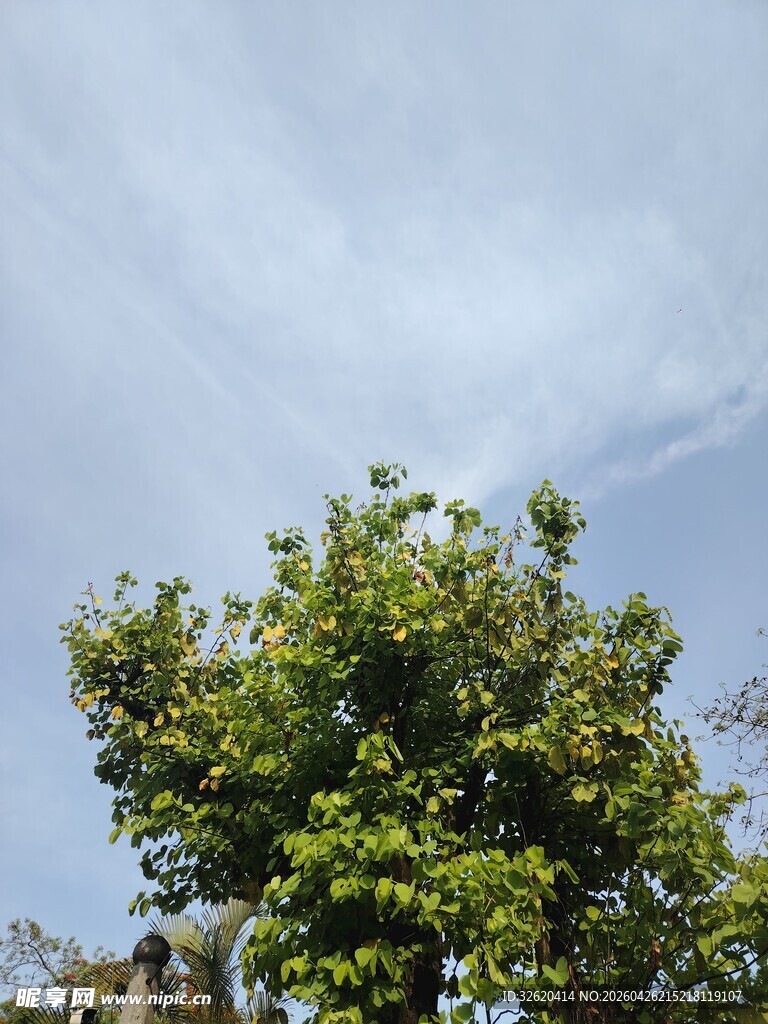 蓝天绿树美景