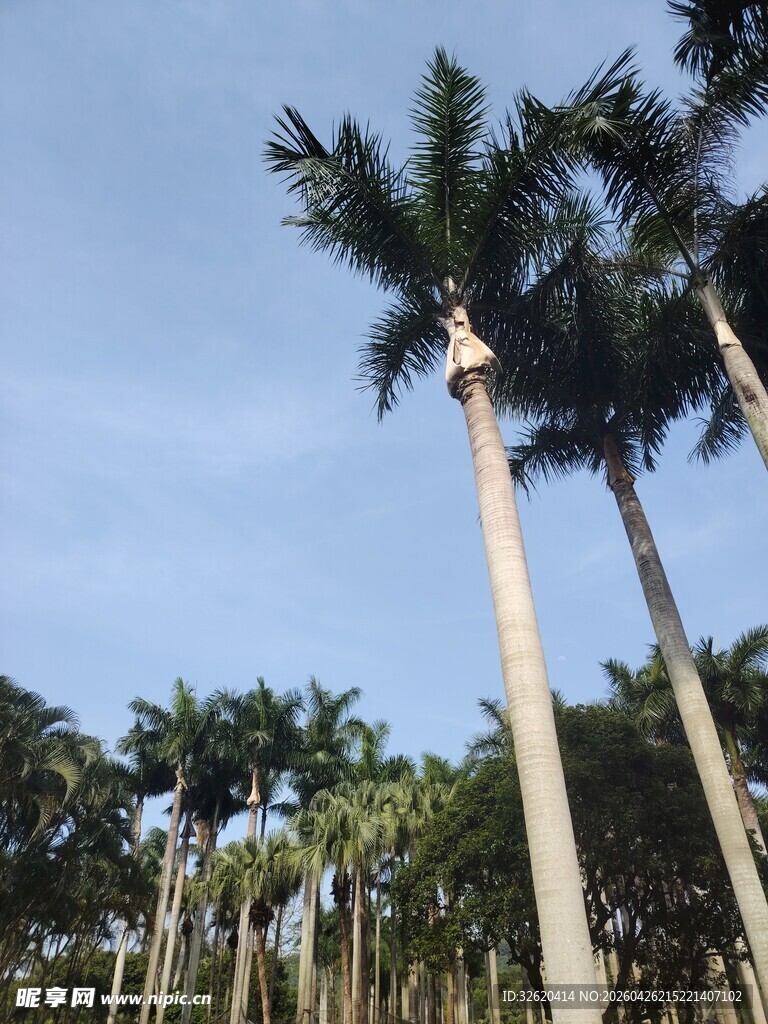 高耸棕榈树