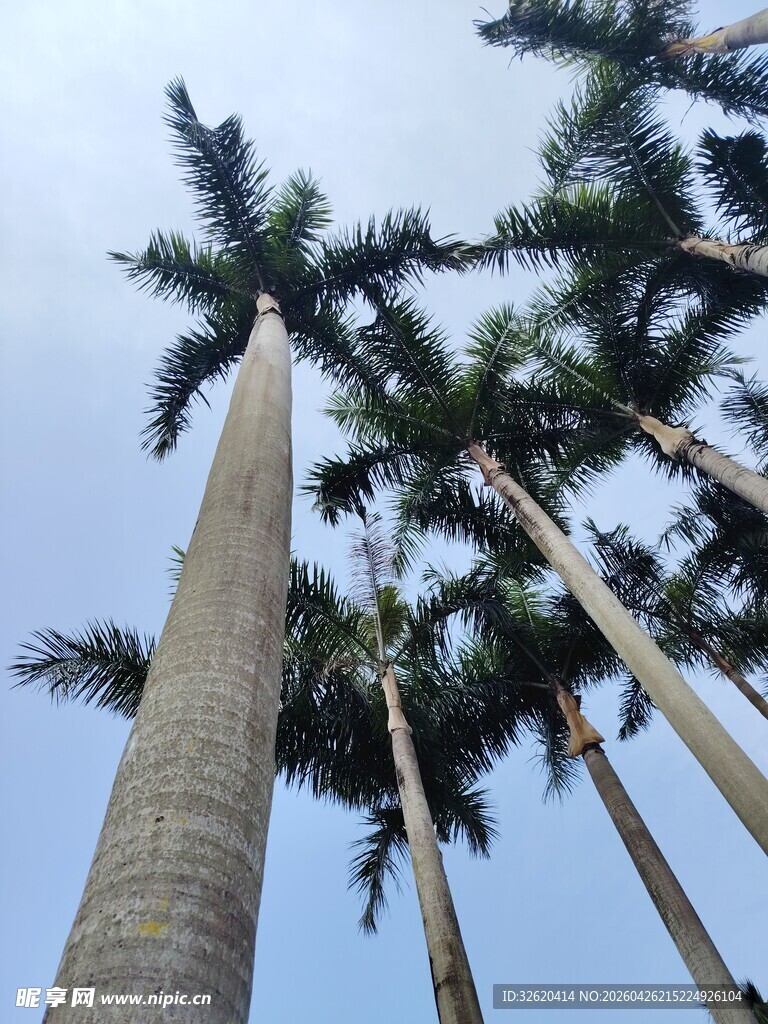 高耸入云的挺拔棕榈树