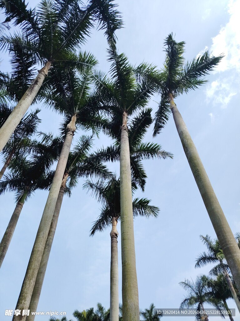 高耸入云的挺拔棕榈树
