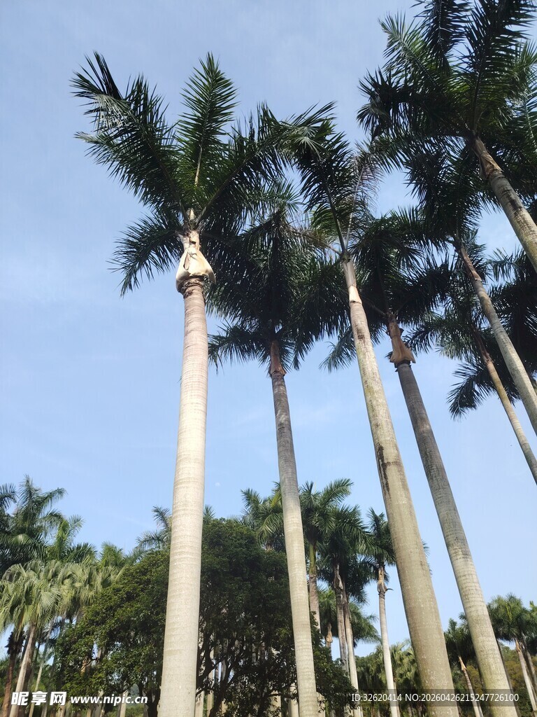 高大挺拔的棕榈树景观