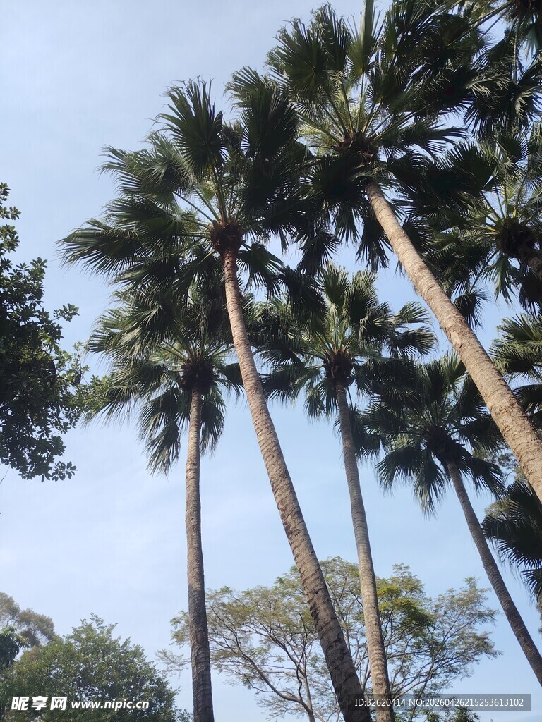 高耸入云的热带棕榈树