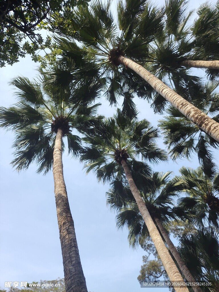 高耸入云的挺拔棕榈树