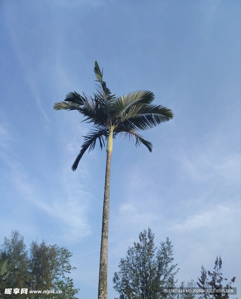 高耸棕榈树