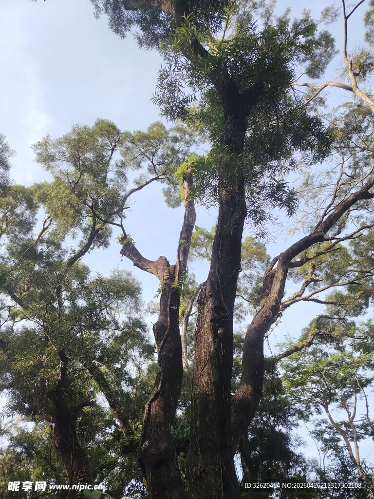 高大繁茂的参天大树