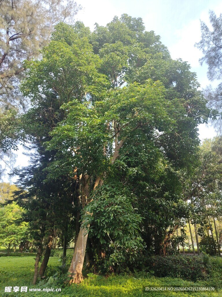 葱郁树林中的高大树木