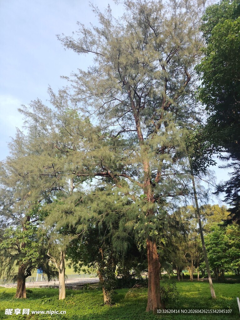 户外葱郁树木景观