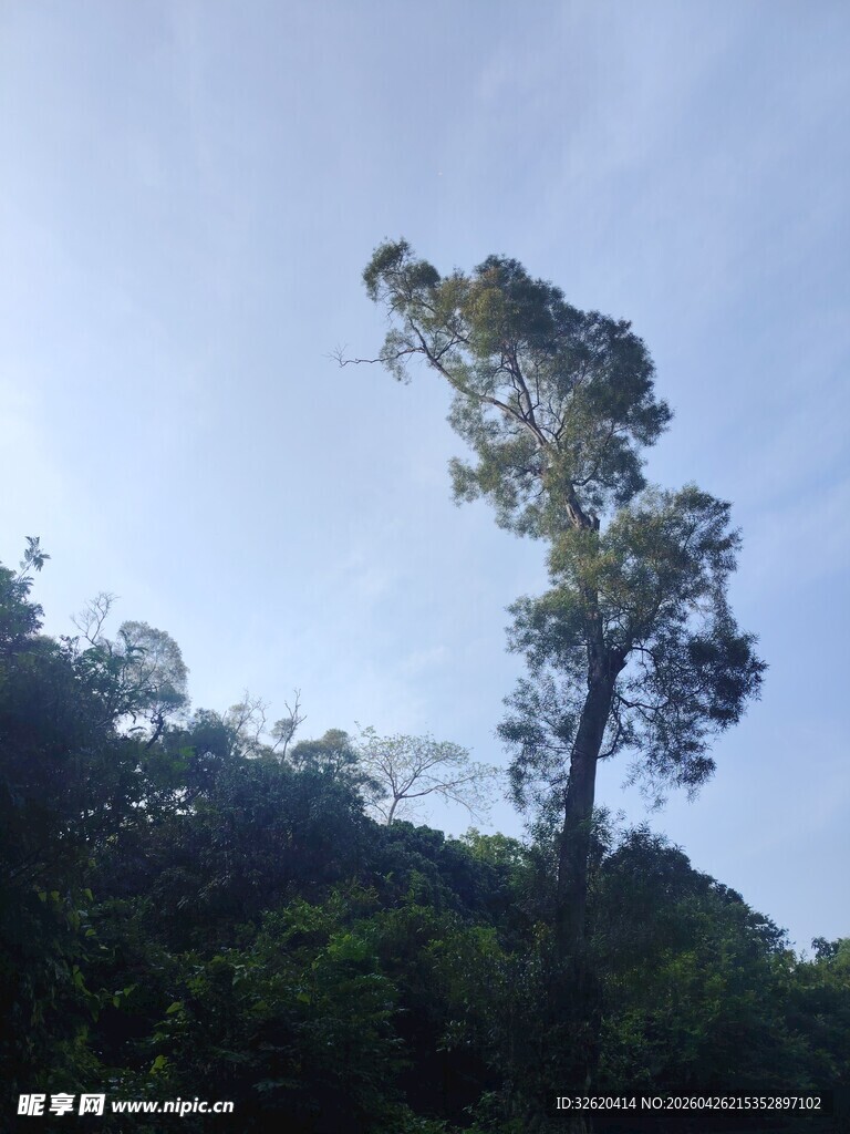 孤树挺立在葱郁山林间