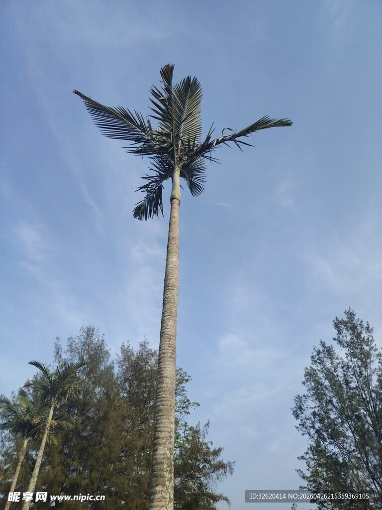 高耸入云的挺拔椰子树