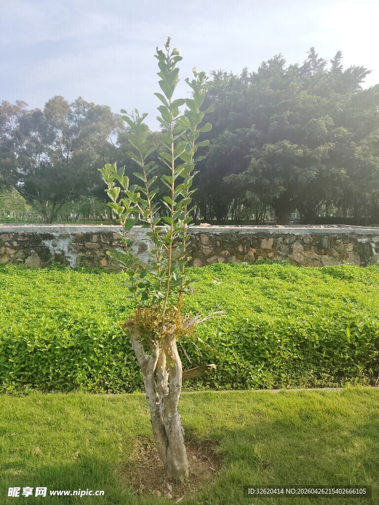 田野中独立生长的小树