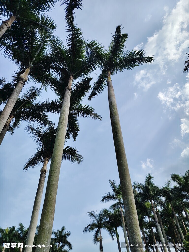 仰望高耸入云的棕榈树