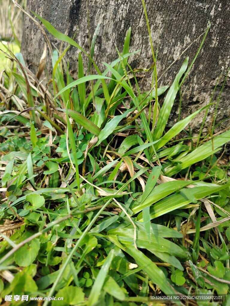 草丛中的翠绿植物