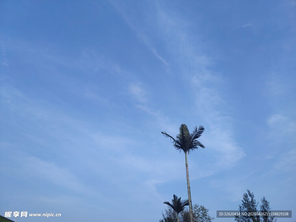 蓝天 植物