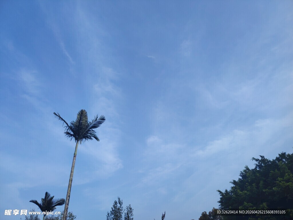 蓝天映衬下的挺拔椰子树