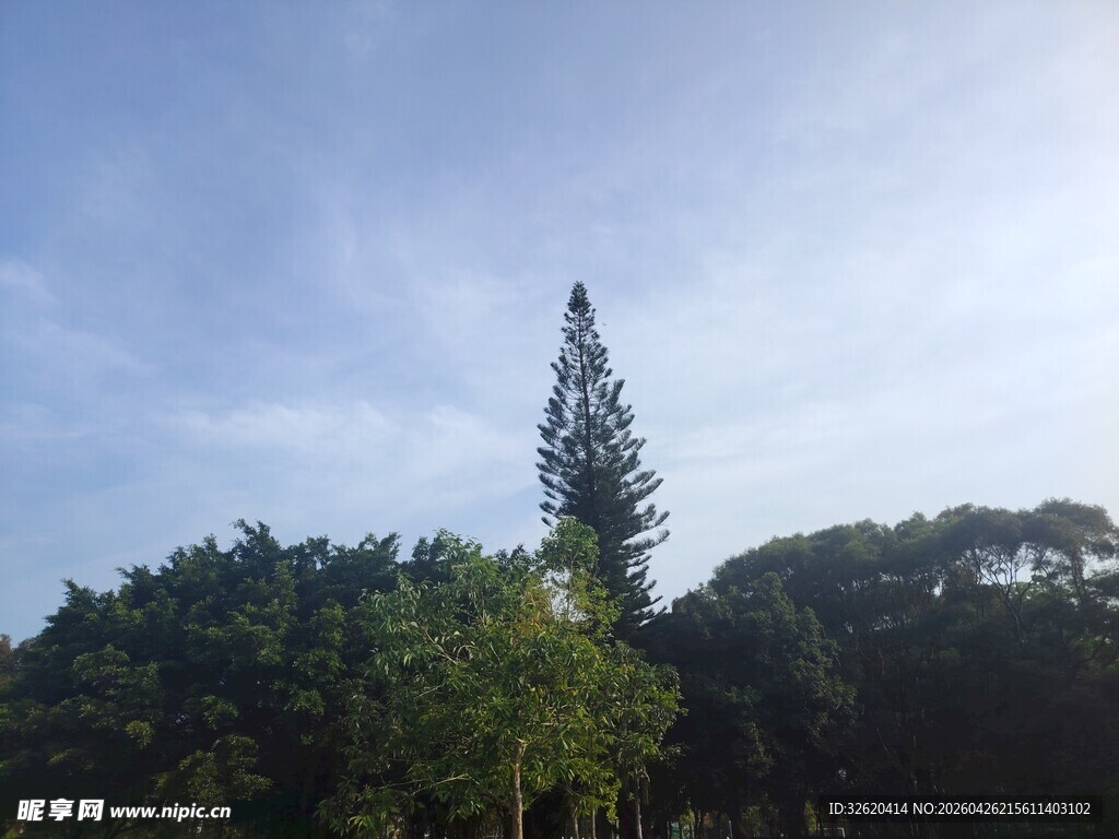 蓝天绿树间的挺拔树木