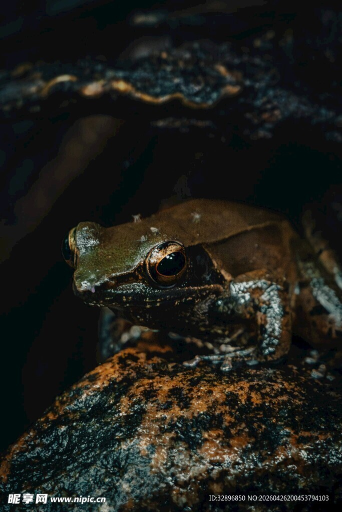 岩石上的神秘两栖小动物