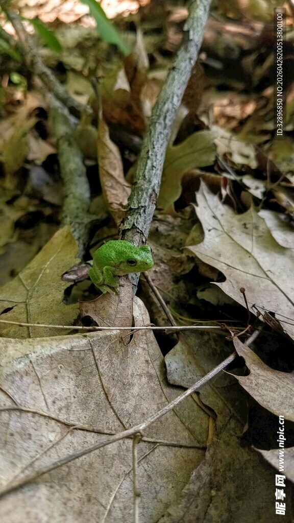 枯叶上的一抹绿意
