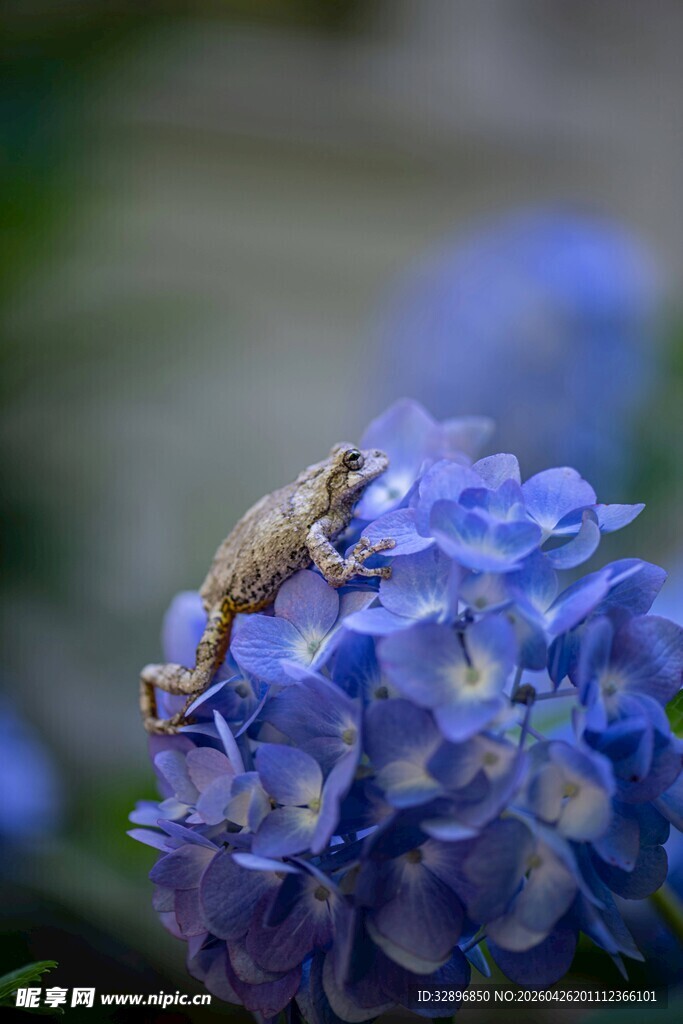 壁虎栖于蓝绣球花上