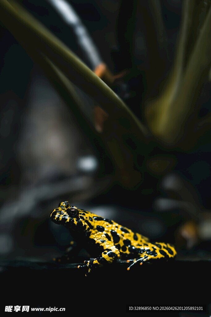 金黄斑点蛙特写