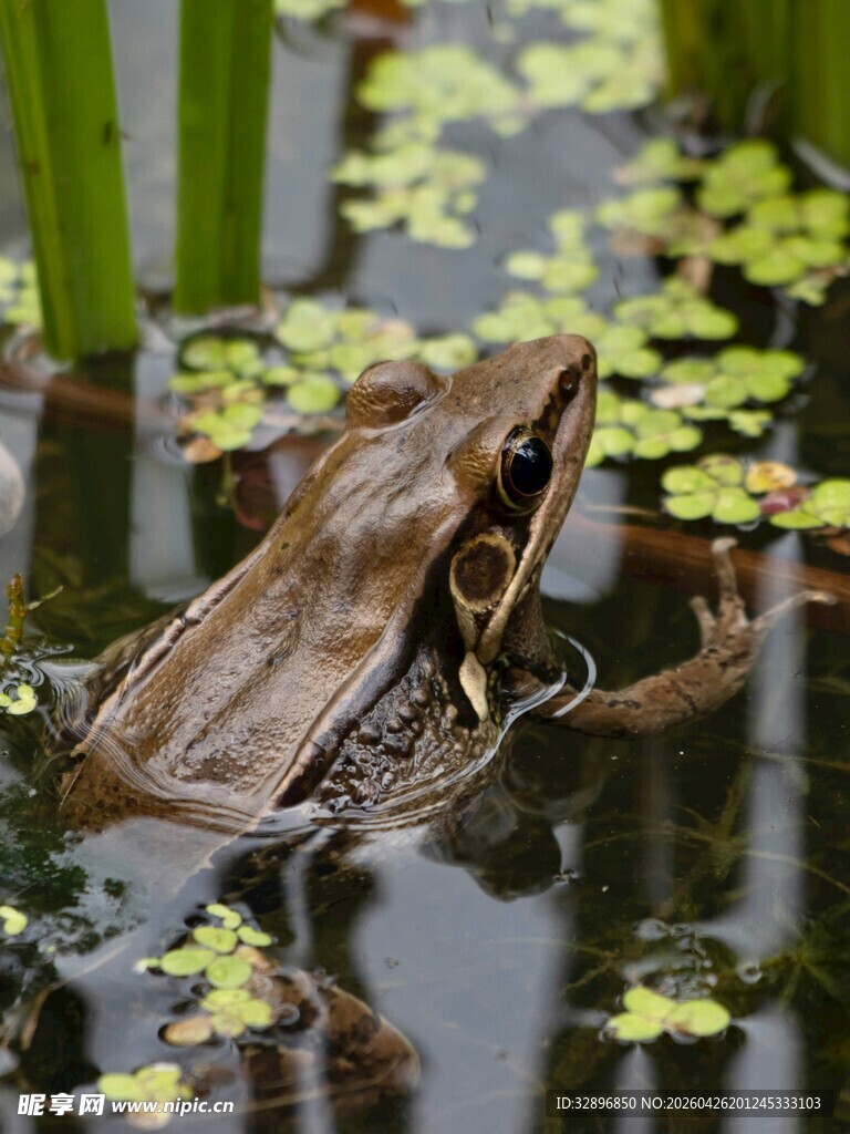 池塘中的青蛙