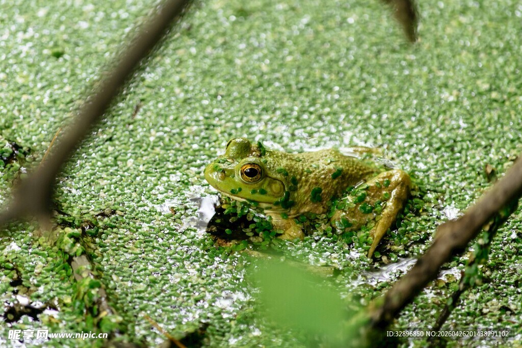 水面漂浮的绿色藻类植物