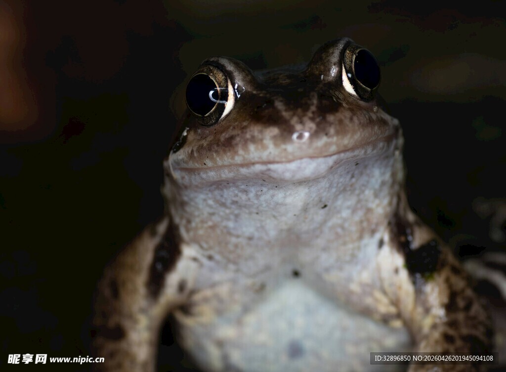 特写青蛙凝视的两栖生物