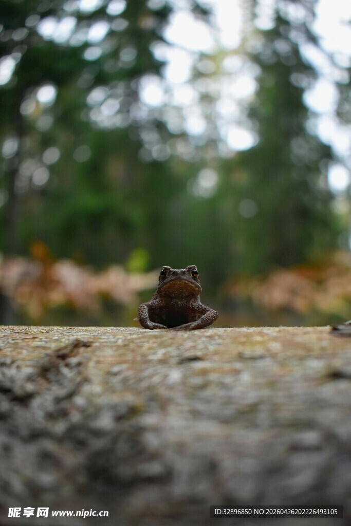 木上青蛙