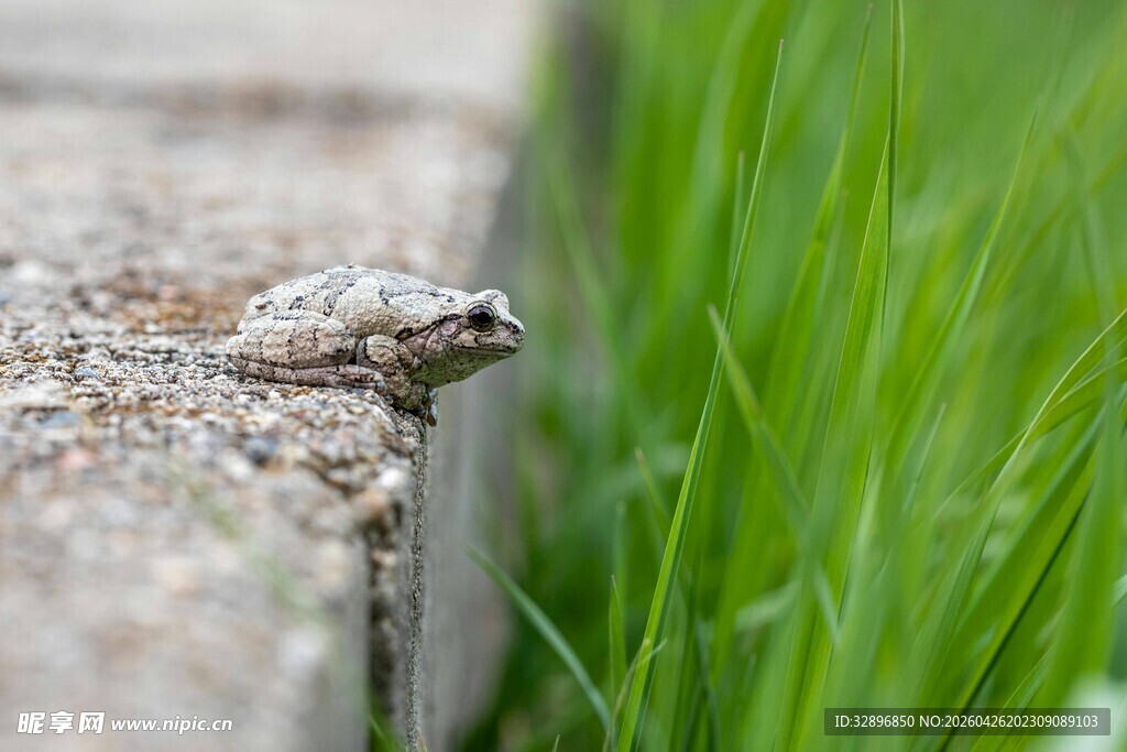 石边休憩的斑点青蛙