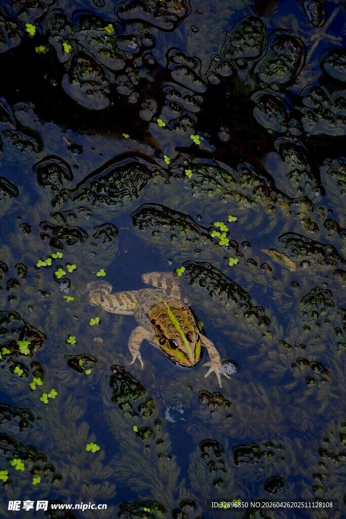 水中游动的青蛙