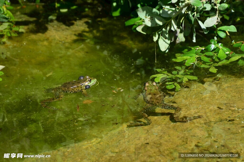 池塘中的青蛙