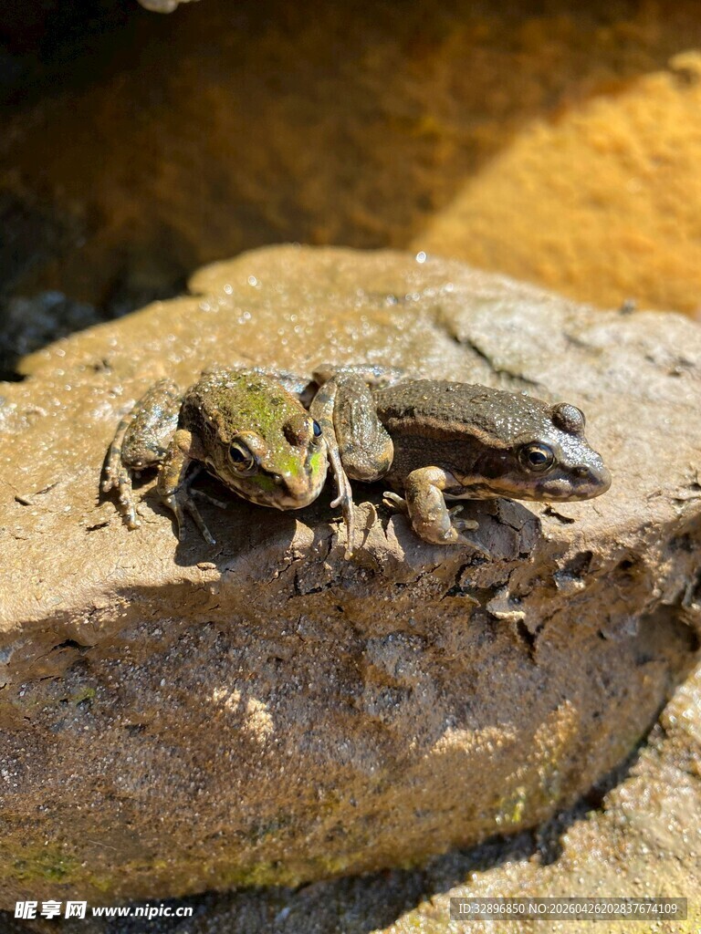 岩石上的几只青蛙