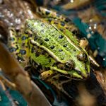 绿色斑点青蛙静卧水中