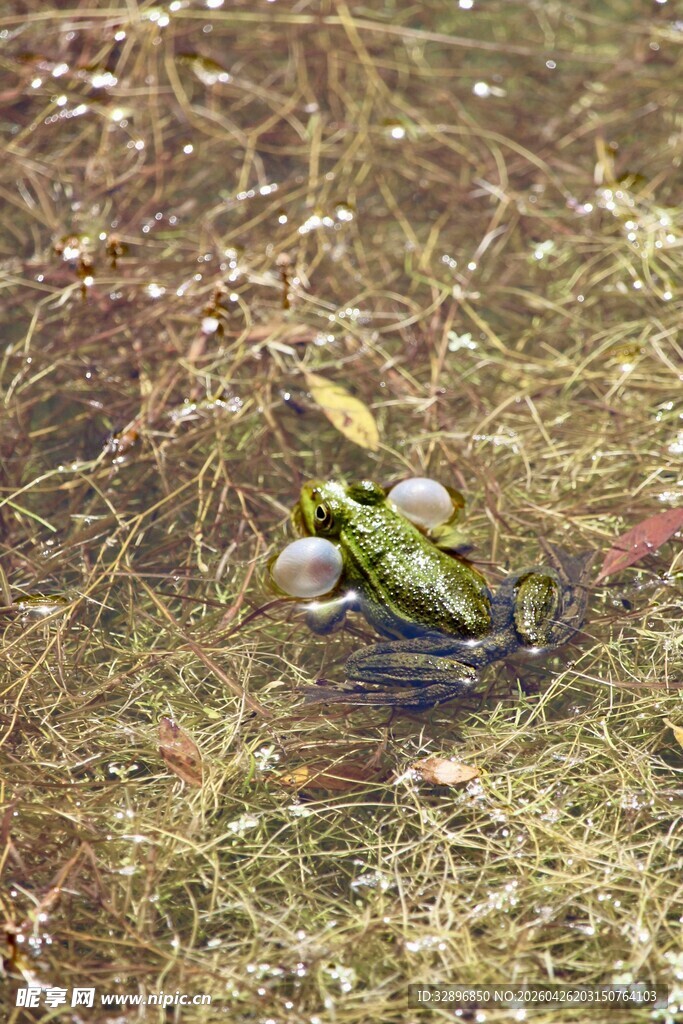 水中青蛙