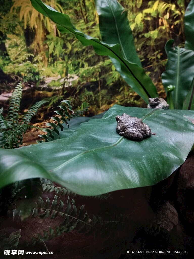 青蛙
