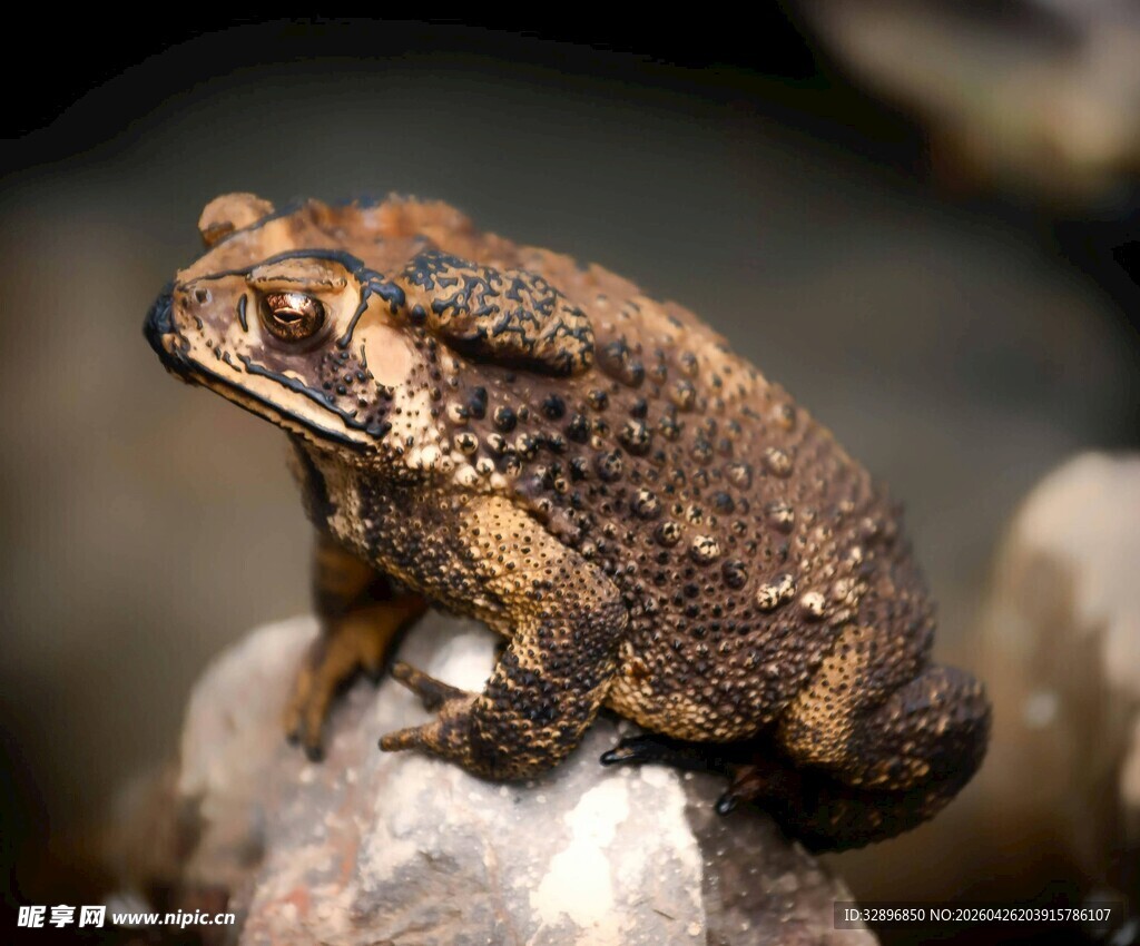 岩石上的棕色蟾蜍