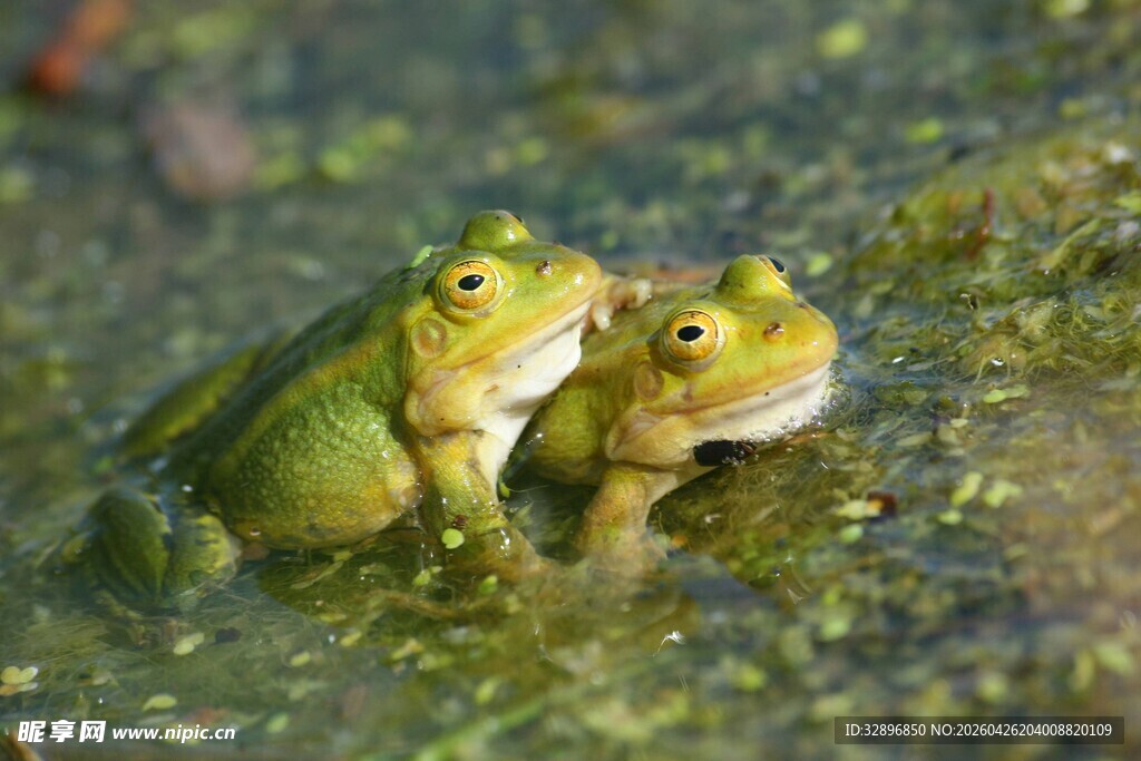 水中依偎的两只绿色青蛙