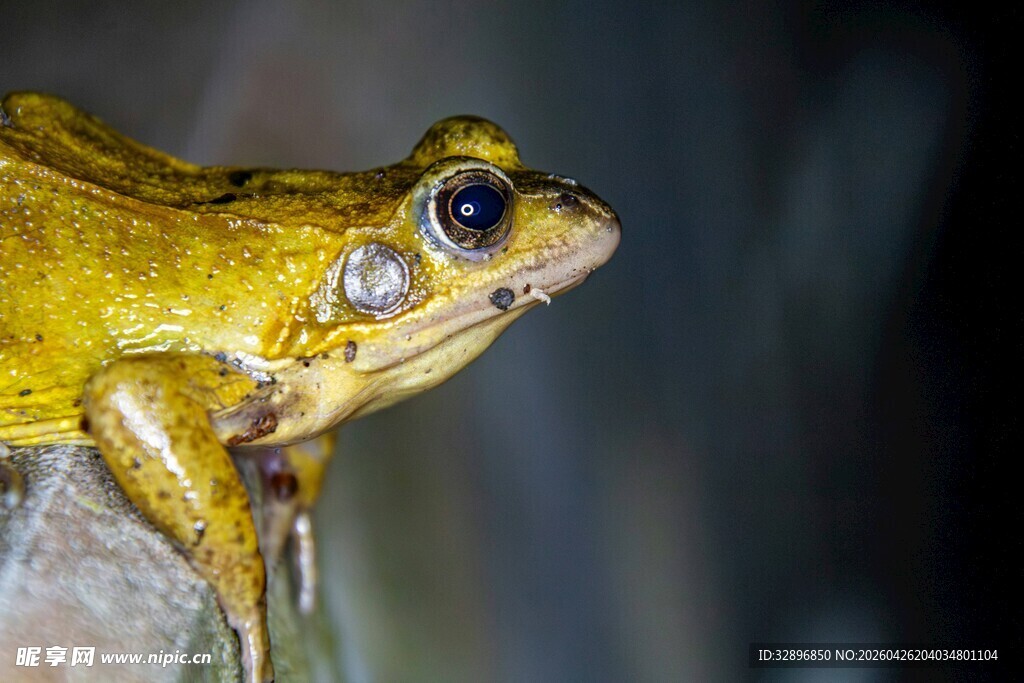 黄色青蛙特写