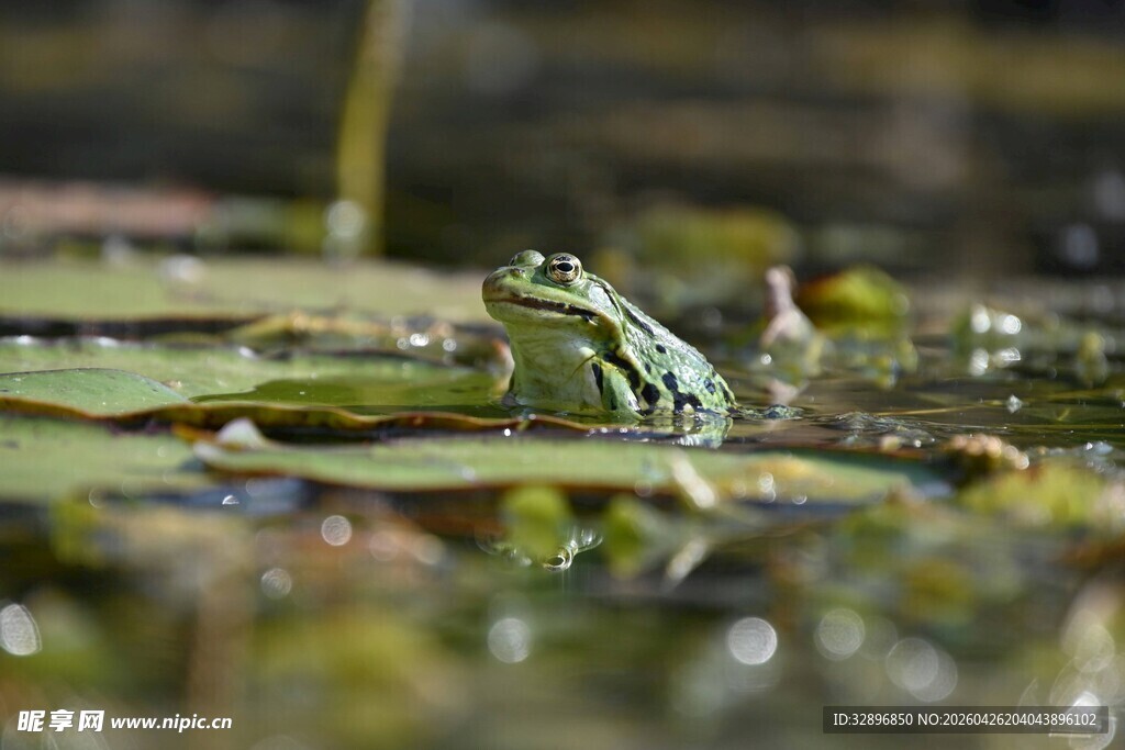 水中青蛙憩于漂浮绿叶上
