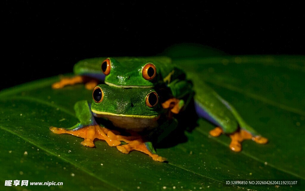 翠绿青蛙静卧绿叶