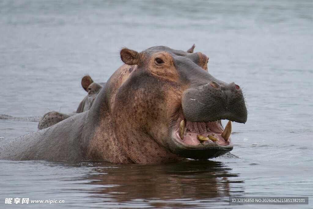 水中的河马露出锋利牙齿