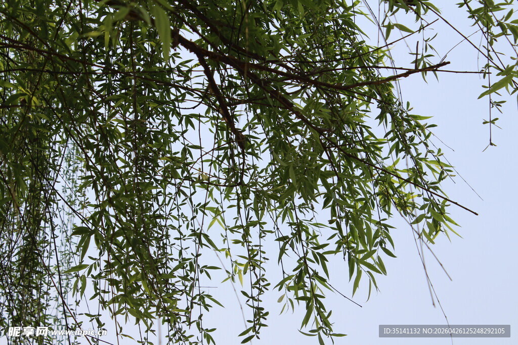 柳树