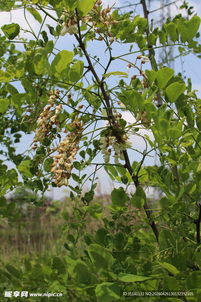 刺槐花
