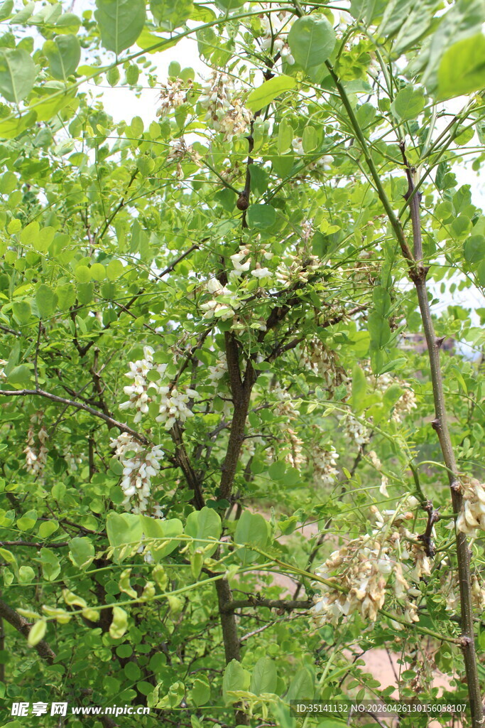 刺槐花