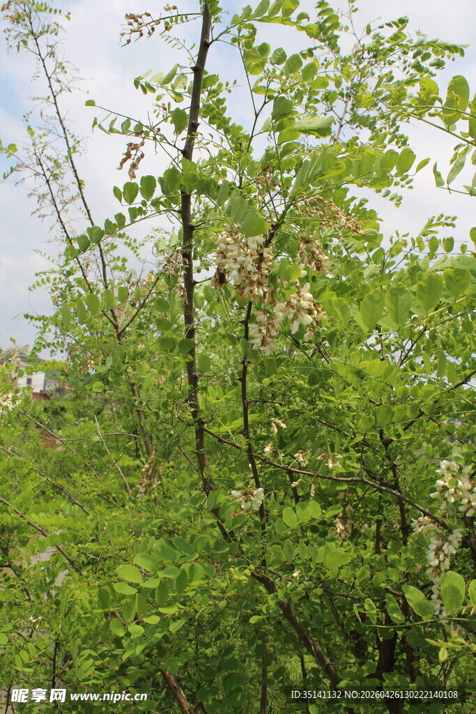 刺槐花
