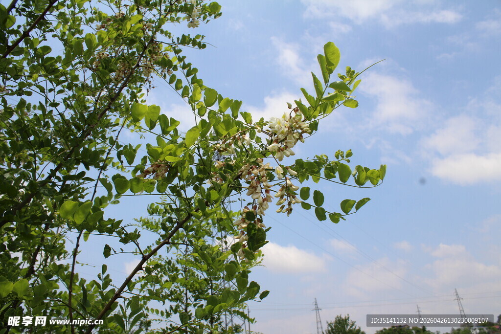 刺槐花