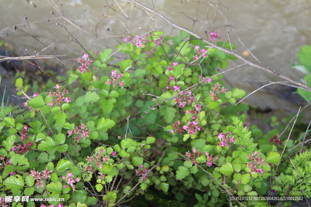 茅莓花