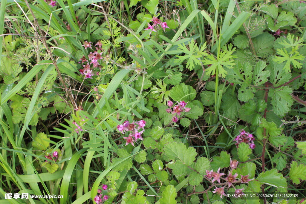 茅莓花
