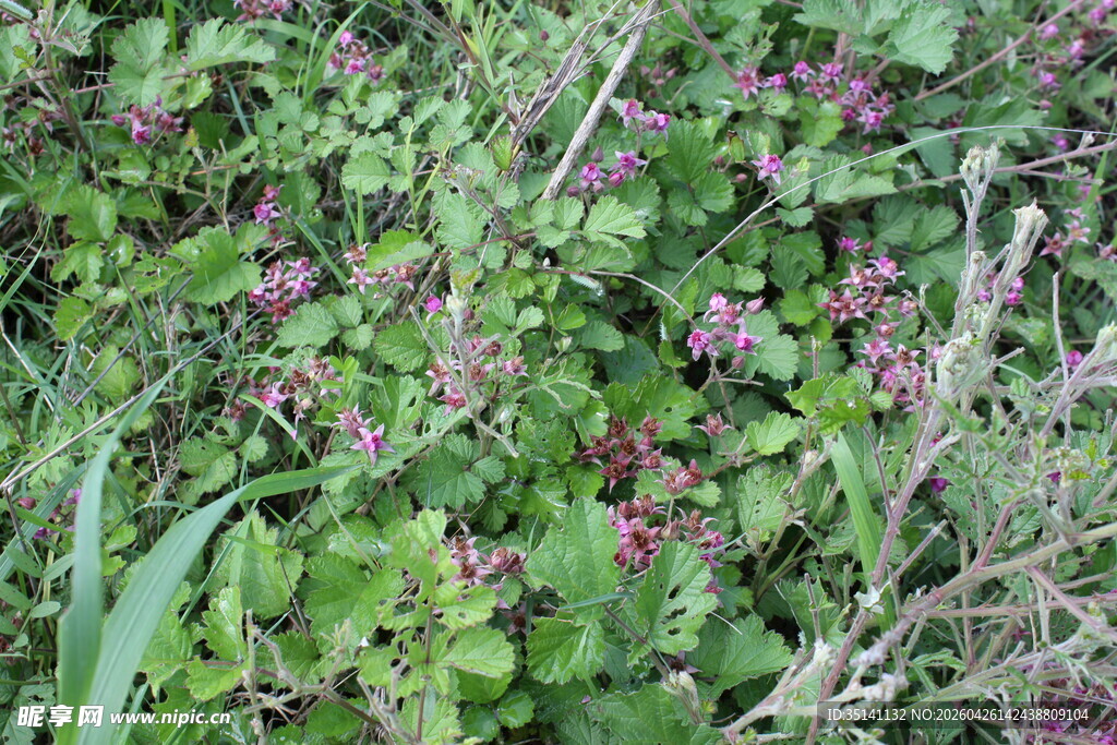 茅莓花